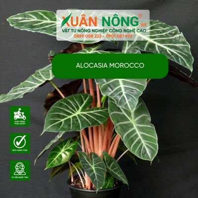 Trồng kiểng lá Alocasia Morocco: Vừa chơi vừa làm giàu