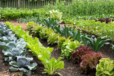 5 cách trồng rau sạch an toàn hiệu quả giúp rau nhanh phát triển
