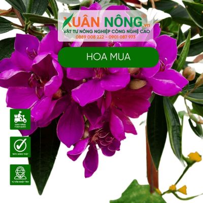 Đặc điểm, công dụng, ý nghĩa của hoa mua