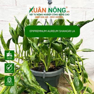 Kinh nghiệm bón phân cho Epipremnum aureum Shangri La hiệu quả