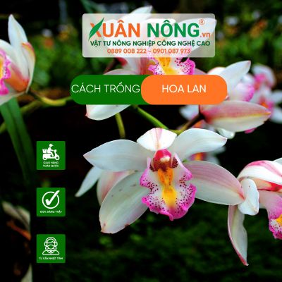 Hoa Lan: Đặc điểm, ý nghĩa ngày tết, cách trồng và chăm sóc