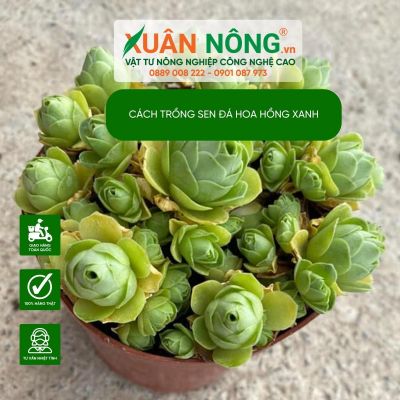 Sen đá hoa hồng xanh có dễ trồng không?