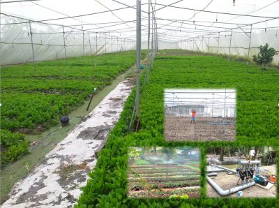 Hệ thống tưới phun mưa trong nhà lưới trồng rau