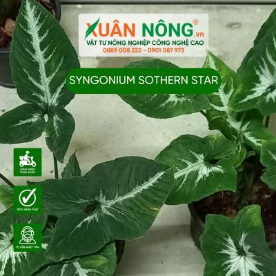 Syngonium Sothern Star: Đặc điểm, cách trồng và chăm sóc