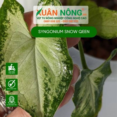 Syngonium Snow Qeen: Đặc điểm, cách trồng và chăm sóc