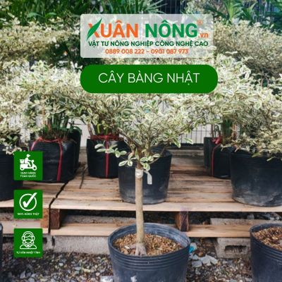 Hướng dẫn cách trồng và chăm sóc cây bàng Nhật trong nhà