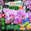 Sử dụng phân gì phù hợp nhất xả tàn làm hoa Tết