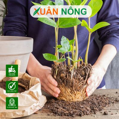 Bí quyết chăm cây giống sau khi bứng, không bị sốc