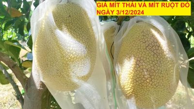 GIÁ MÍT THÁI VÀ MÍT RUỘT ĐỎ HÔM NAY NGÀY 03/12/2024