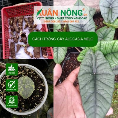 Alocasia melo: Đặc điểm, cách trồng và chăm sóc