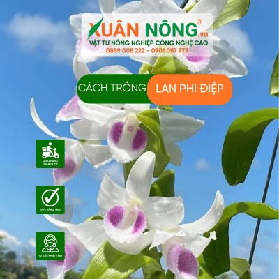 Cách trồng lan phi điệp năng suất cao