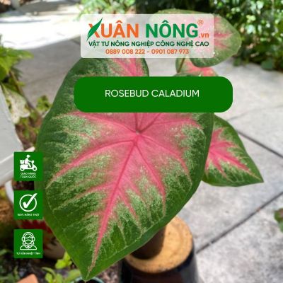 8 cách chăm sóc cây Rosebud Caladium đơn giản tại nhà