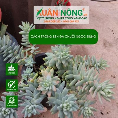 Sen đá chuỗi ngọc đứng: Đặc điểm, cách trồng và chăm sóc