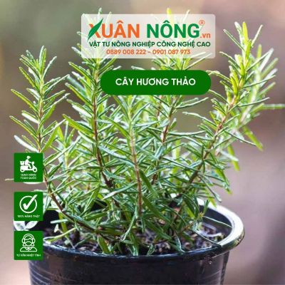 Cách trồng cây hương thảo khi mới mua về