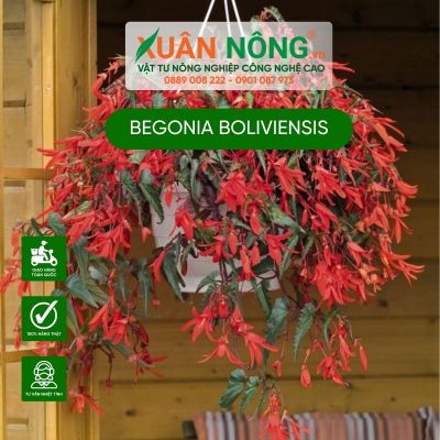 Begonia boliviensis: Đặc điểm, cách trồng và chăm sóc