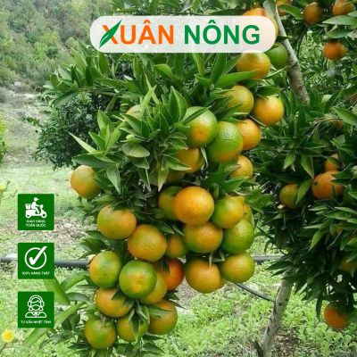 Cách bón Humic Mỹ đúng cách cho cây ăn trái phát triển