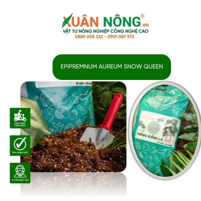 Các loại đất trồng thích hợp với Epipremnum aureum Snow Queen