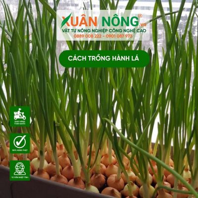 3 cách trồng hành lá từ củ hành tím đơn giản