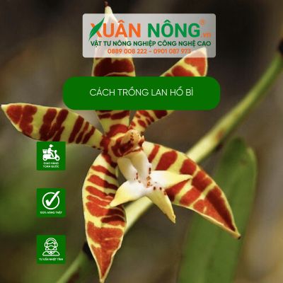 Cách trồng lan Hổ Bì năng suất cao