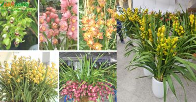 Top 12 các loại hoa lan đẹp phổ biến ở Việt Nam