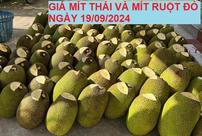 GIÁ MÍT THÁI VÀ MÍT RUỘT ĐỎ HÔM NAY NGÀY 21/09/2024