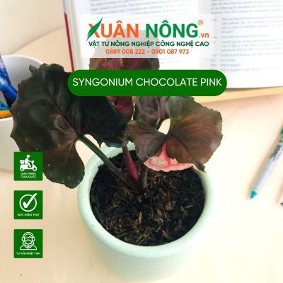 Syngonium Chocolate Pink: Đặc điểm, cách trồng và chăm sóc