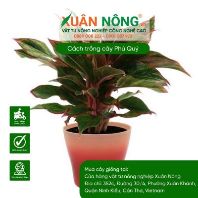 Hướng dẫn chi tiết về cách trồng cây Phú Quý