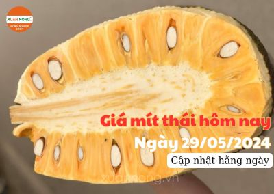 Giá mít thái hôm nay ngày 29/05/2024