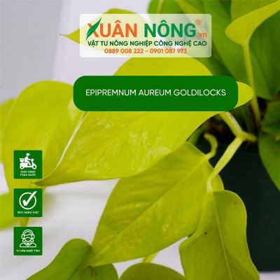 Epipremnum aureum Goldilocks: Đặc điểm, cách trồng và chăm sóc