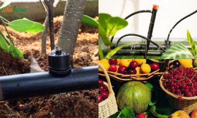 Hệ thống tưới nhỏ giọt cho vườn cây ăn trái
