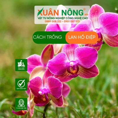 CÁCH TRỒNG LAN HỒ ĐIỆP NĂNG SUẤT CAO