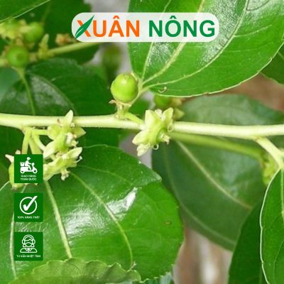 Tại sao cây táo xanh Thái ra hoa ít, rụng trái sớm?