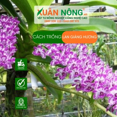 Cách trồng lan Giáng hương năng suất cao