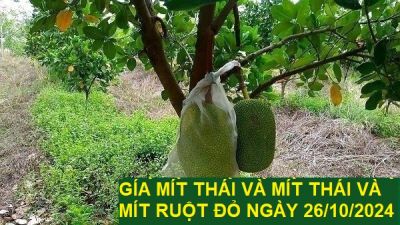 GIÁ MÍT THÁI VÀ MÍT RUỘT ĐỎ HÔM NAY NGÀY 30/10/2024