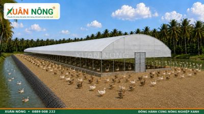 Nh&agrave; M&agrave;ng Nu&ocirc;i Vịt Gi&aacute; Rẻ Xu&acirc;n N&ocirc;ng C&oacute; G&igrave; Đặc Biệt?