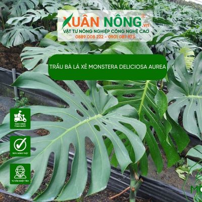 Hướng dẫn cách trồng trầu bà lá xẻ Monstera Deliciosa Aurea