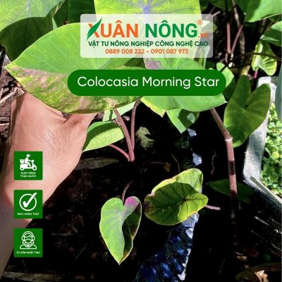 Cách trồng và chăm sóc cây Colocasia Morning Star