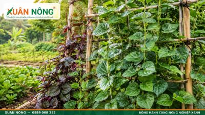 Rau Mồng Tơi &ndash; Đặc Điểm, C&ocirc;ng Dụng V&agrave; C&aacute;ch Trồng