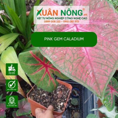 Cách trồng và chăm sóc Pink Gem Caladium hiệu quả cao