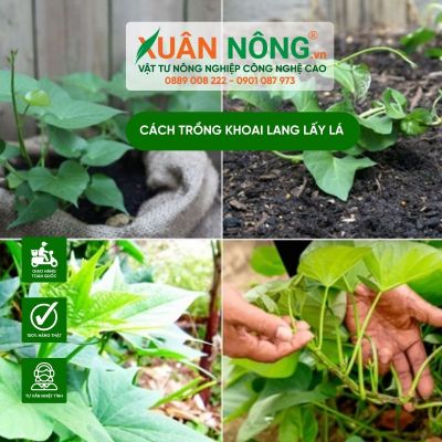 Cách trồng khoai lang lấy lá ăn quanh năm