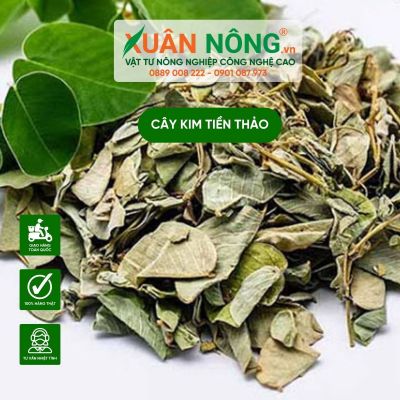 Cây kim tiền thảo là cây gì? Công dụng và cách trồng