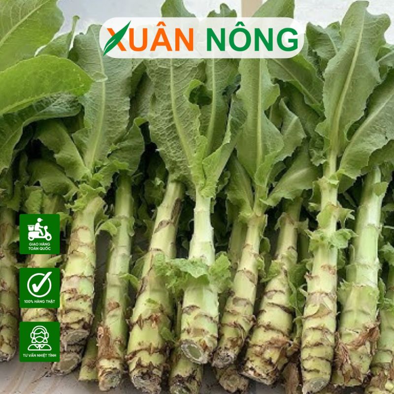 Cây rau tiến vua: Nguồn gốc, công dụng và cách trồng