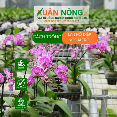 Cách trồng lan hồ điệp ngoài trời