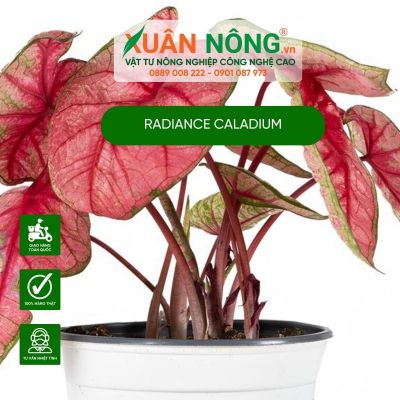 Cách trồng và chăm sóc cây Radiance Caladium hiệu quả