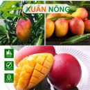 Quy trình chăm sóc xoài đỏ Nhật Bản đạt năng suất cao