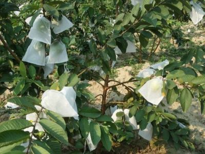 Túi bao trái cây Xuân Nông vừa bảo vệ môi trường vừa giảm thiểu đáng kể sâu bệnh