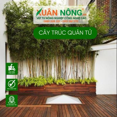 Ý nghĩa và cách trồng Trúc Quân Tử