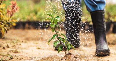 Cây mới trồng có nên tưới nước?