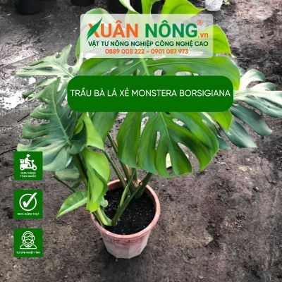 Ý nghĩa, công dụng, cách trồng trầu bà lá xẻ Monstera Borsigiana