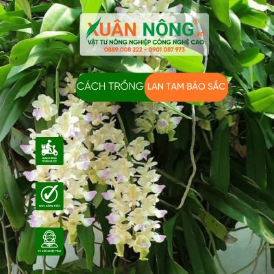 Cách trồng lan tam bảo sắc năng suất cao